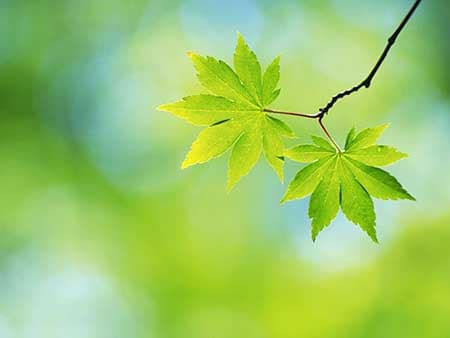 چه چیزی باعث رنگ سبز برگ های درختان می شود؟